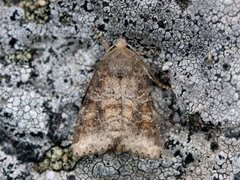 Rødlig løvfly (Parastichtis suspecta)