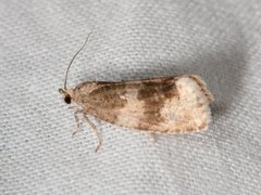 Great Marble (Pseudosciaphila branderiana)