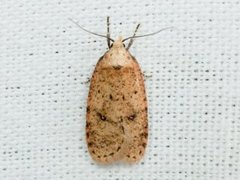 Angelica Flat-body (Agonopterix angelicella)
