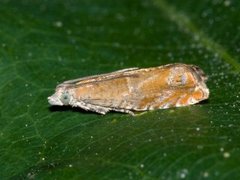 Nut Bud Moth (Epinotia tenerana)