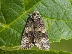 The Coronet (Craniophora ligustri)