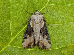 Sumpengfly (Lateroligia ophiogramma)