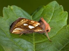 Gold Spot (Plusia festucae)