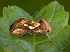 Langstreket metallfly (Plusia festucae)