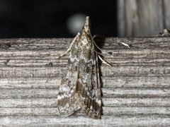 Bergmosemott (Eudonia murana)