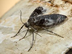 Northern Winter Moth (Operophtera fagata)