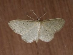 Punktengmåler (Idaea sylvestraria)