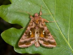 Plain Golden Y (Autographa jota)
