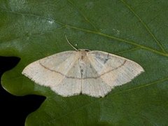 Eikeløvmåler (Cyclophora quercimontaria)