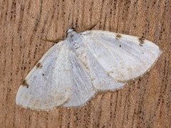 White-pinion Spotted (Lomographa bimaculata)