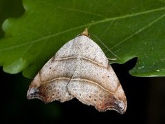 Sigdfly (Laspeyria flexula)