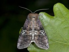 Øyehalvspinner (Tethea ocularis)