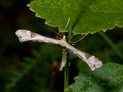 Triangle Plume (Platyptilia gonodactyla)