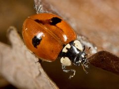 To-prikket marihøne (Adalia bipunctata)