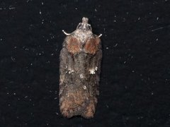 Granflatvikler (Acleris abietana)