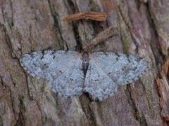 Grey Birch (Aethalura punctulata)