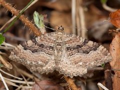 Berberisduskmåler (Rheumaptera cervinalis)