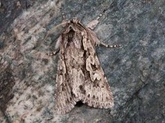 Early Grey (Xylocampa areola)