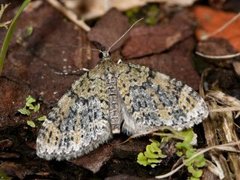 Yellow-barred Brindle (Acasis viretata)