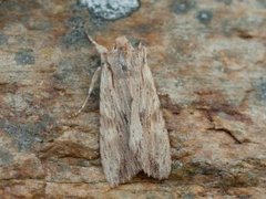 Pale Pinion (Lithophane socia)