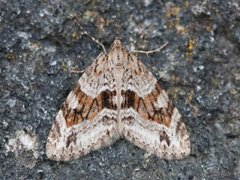 Barred Tooth-striped (Trichopteryx polycommata)