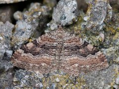 Scarce Tissue (Rheumaptera cervinalis)
