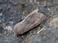 Lead-coloured Drab (Orthosia populeti)