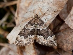 Water Carpet (Lampropteryx suffumata)