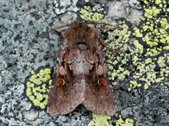 Northern Dart (Xestia alpicola)