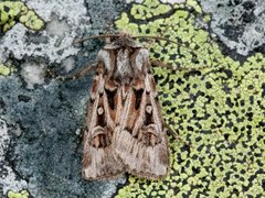 Fjelljordfly (Agrotsi fatidica)