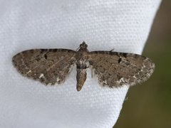 Humledvergmåler (Eupithecia assimilata)