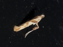 Caloptilia alchimiella