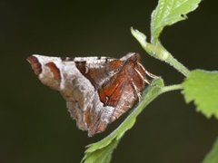 Praktmånemåler (Selenia tetralunaria)