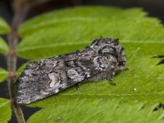 Glaucous Shears (Papestra biren)