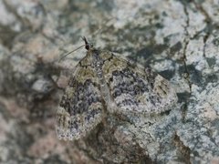 Yellow-barred Brindle (Acasis viretata)
