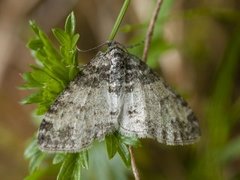 The Seraphim (Lobophora halterata)