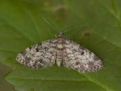 Grandvergmåler (Eupithecia tantillaria)