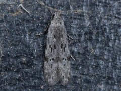 Black-speckled Groundling (Carpatolechia proximella)