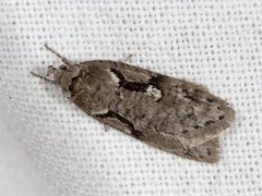 Dawn Flat-body (Semioscopis steinkellneriana)