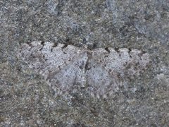 Punktbarkmåler (Aethalura punctulata)