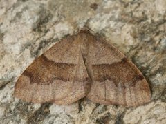 Barred Umber (Plagodis pulveraria)