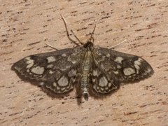 Elder Pearl (Anania coronata)