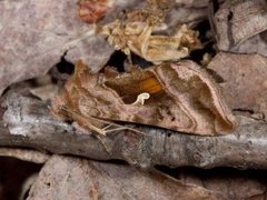 Plain Golden Y (Autographa jota)