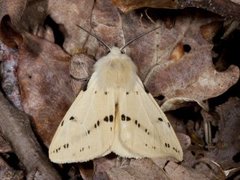 Gul tigerspinner (Spilarctia lutea)