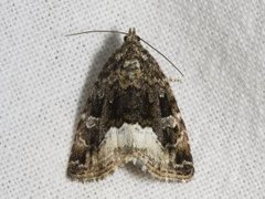 Marbled White Spot (Deltote pygarga)
