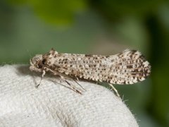 Large Clothes Moth (Morophaga choragella)