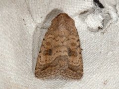 Mottled Rustic (Caradrina morpheus)
