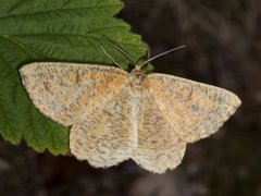 Orange Moth (Angerona prunaria)