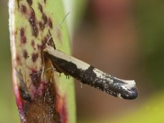 Apple Fruit Moth (Argyresthia conjugella)