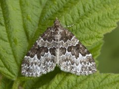 Broken-barred Carpet (Electrophaes corylata)